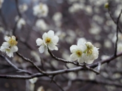 ume