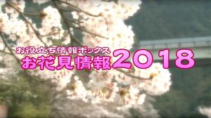 お花見情報2018