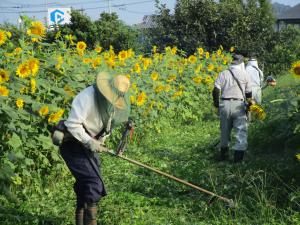 ひまわり　草刈り