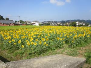 ひまわり　満開