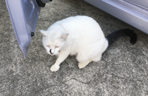 ねこ