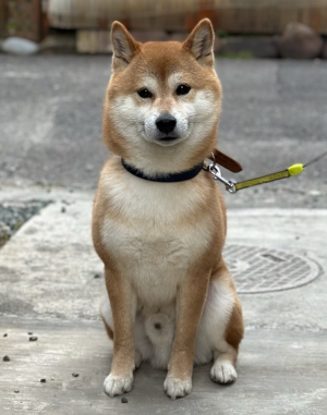 inu