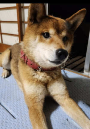 青野さん