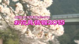 お花見情報2015